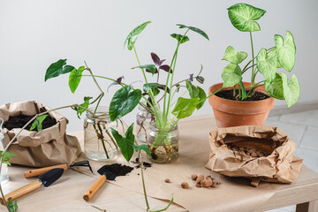 Syngonium. Transplanting a houseplant into a new flower pot. Concept of home jungle and gardening. Taking care of home plants. Grow indoor plants at home.