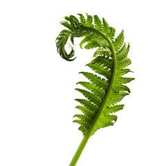 Unfurling fern frond. isolated object, transparent background