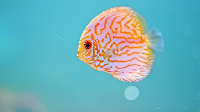 discus fish in aquarium from Amazon river.