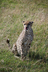 Cheetah at Masai mara national park