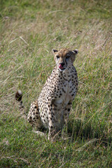 Cheetah at Masai mara national park