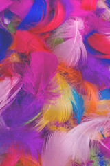 Colorful feather background.