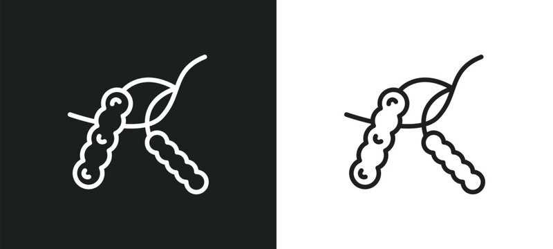 tamarind outline icon in white and black colors. tamarind flat vector icon from fruits collection for web, mobile apps and ui.