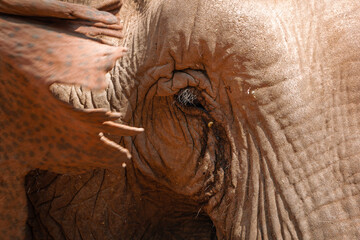 Elephant asiatique dans la jungle du Laos, Sanctuaire des Elephants,Province de Luang Prabang, Laos