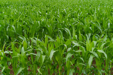 Fototapeta premium maize monoculture in summer