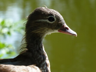close up of a duck