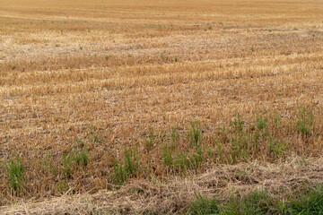 Fototapeta premium harvested wheat field in summer