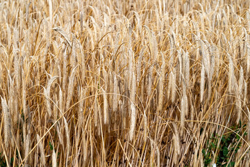 golden wheat field in summer