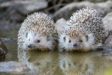 Two northern white-breasted hedgehogs (Erinaceus roumanicus) drinking water from a shallow brook....