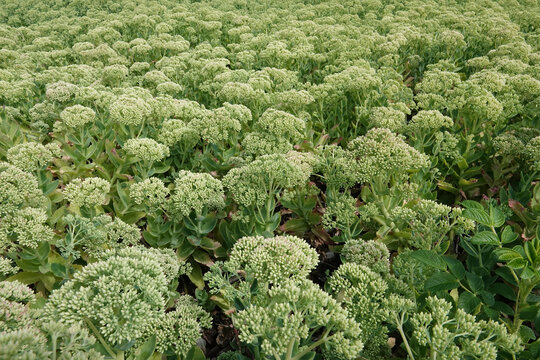 Closeup on an aggregation fo green flower buds of orpine or midsummer-men plants, Hylotelephium telephium