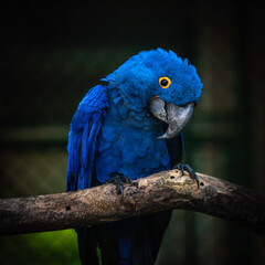 blue and yellow macaw