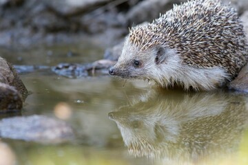 Northern white-breasted hedgehog (Erinaceus roumanicus) walking in a shallow brook with a reflection on the water surface.
