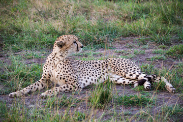 cheetah in the savannah