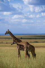 giraffe in the savannah at masai mara