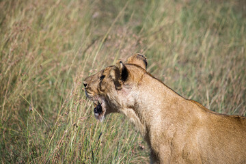 portrait of a lioness 