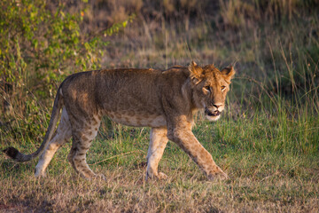 lion cub in the grass at masai mara
