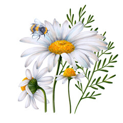 Set of daisy flowers painted in watercolor on a white background with a bumblebee sitting on the flower. Ready object for your banner, poster, infographic, postcard, invitation card.