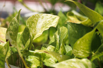 spinach leaves on a wooden table
