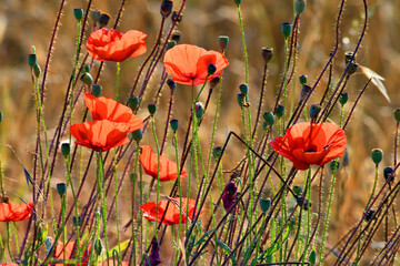 Poppy flowers (Papaver rhoeas) and capsule-shaped fruits