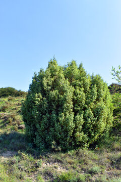 Common juniper (Juniperus communis) with blue sky