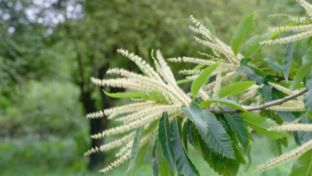 Sweet Chestnut flowers. Castanea sativa blooming tree. Fagaceae family