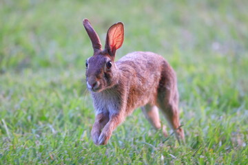 Rabbit in the grass.