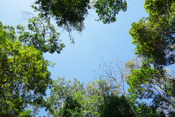 Fototapeta premium Tree and sky