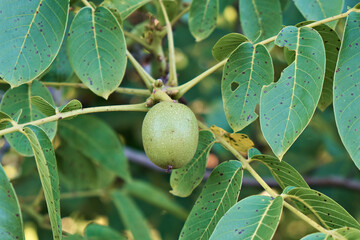 Green walnut in the shell, on the background of leaves. Close-up