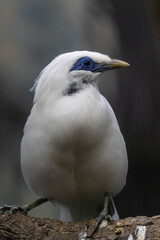 White bird