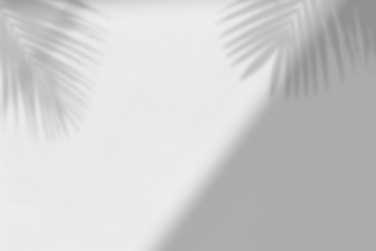 Leaves and window pane shadow. Realistic tree branches shadow blur isolate on transparent backgrounds.  Shadow drop on white wall png