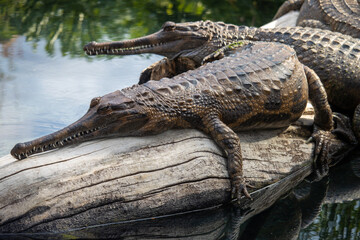 crocodile