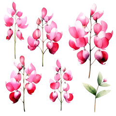 Set of soft pink floral watecolor. flowers and leaves. bleeding heart flower, invitation floral. Vector arrangements for greeting card or invitation design