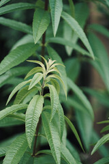 Background of green leaves. Lemon verbena plant (Lippia triphylla). 