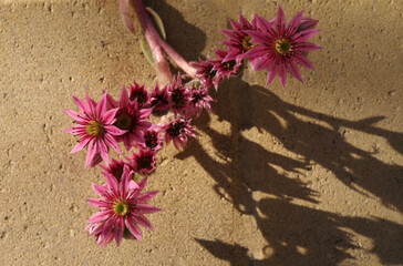 Flowering plant of Sempervivum on a yellow texture background. Selective focus.