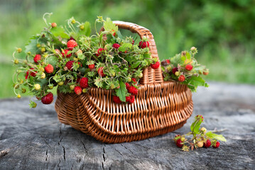 Wild strawberries in a basket on a stump on a summer sunny day. Berry background.