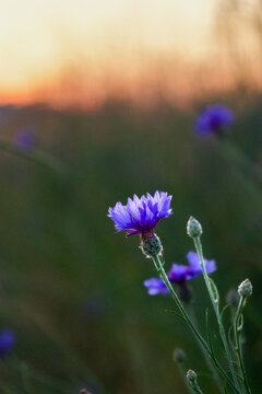 Bloem zonsondergang landschap, Zwitserland