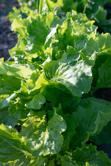 Juicy green lettuce in the garden at the eco-farm.