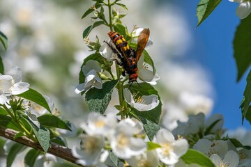 Isolate close up macro high resolution image of a single tree wasp in the wild- Armenia