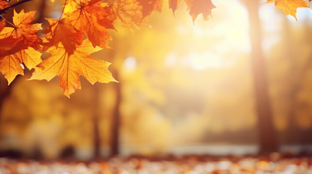 Frame from maple leaves in sunny autumn nature scene 
