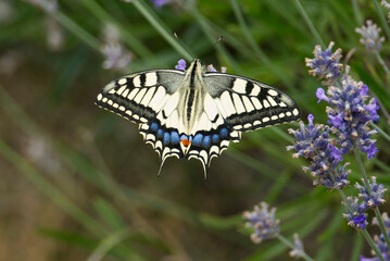 Old World Swallowtail or common yellow swallowtail (Papilio machaon) sitting on lavender in Zurich, Switzerland