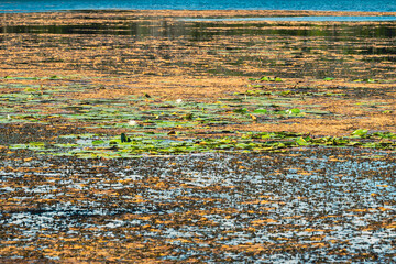 Wisconsin lake lily pads and seaweed