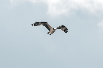 Osprey with his wings opened flying under a cloud in background from puerto rico