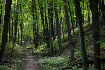 footpath in the woods
