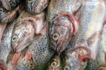 Brown trout, Salmo trutta: A Popular Fish