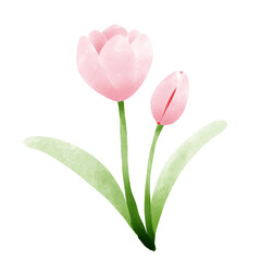 pink tulips isolated on white