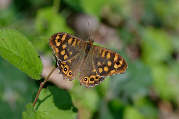 Speckled wood (Pararge aegeria) on a leaf