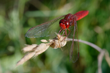 Male Scarlet dragonfly (Crocothemis erythraea)