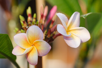 Frangipani Blütenpaar Divine