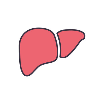 Liver Vector Icon. Isolated on the White Background. Editable EPS file. Vector illustration