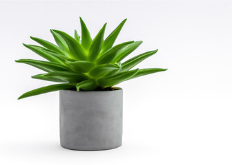 Freshness in Simplicity: Vibrant Leafy Plant in Pot on White Background | Nature's Serene Beauty